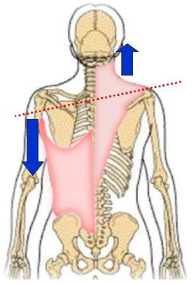 肩の高さ違いを起こす原因の筋肉は僧帽筋や広背筋